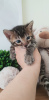 Photo №2 to announcement № 107894 for the sale of bengal cat - buy in Germany breeder