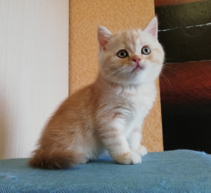Additional photos: Scottish kittens with pedigrees and vaccinations