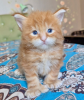 Photo №1. maine coon - for sale in the city of Ливерпуль | negotiated | Announcement № 112893