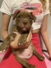 Additional photos: American Bully Pocket puppies