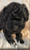 Photo №1. poodle (toy) - for sale in the city of Kiev | 1479$ | Announcement № 123597