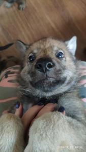 Photo №1. czechoslovakian wolfdog - for sale in the city of Tula | Negotiated | Announcement № 4056