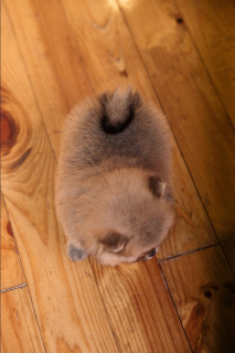 Additional photos: Pomeranian little girl