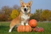 Photo №4. I will sell welsh corgi in the city of Kharkov. private announcement, from nursery, breeder - price - 1700$