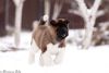 Photo №1. american akita - for sale in the city of Grodno | negotiated | Announcement № 32218