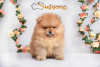 Photo №2 to announcement № 97640 for the sale of pomeranian - buy in Serbia 