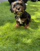 Photo №1. non-pedigree dogs - for sale in the city of Bamberg | Is free | Announcement № 117558