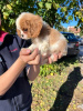 Additional photos: Cavalier King Charles Spaniel