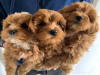 Photo №1. american cocker spaniel - for sale in the city of Helsinki | 400$ | Announcement № 56463