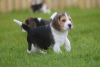 Photo №1. beagle - for sale in the city of Prague | 350$ | Announcement № 111176