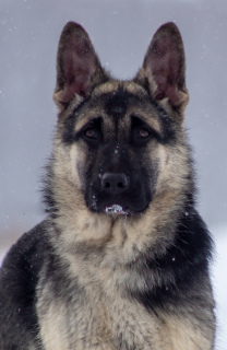 Photo №3. East European Shepherd Puppy. Russian Federation
