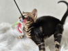 Additional photos: Marbled Bengal cat
