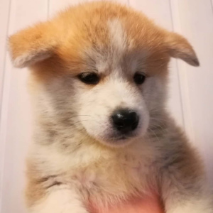 Photo №2 to announcement № 4888 for the sale of akita - buy in Russian Federation breeder