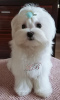 Photo №2 to announcement № 18096 for the sale of maltese dog - buy in Ukraine from nursery