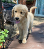 Photo №1. golden retriever - for sale in the city of Burgas | negotiated | Announcement № 111778