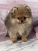 Photo №4. I will sell pomeranian in the city of Сомбор. breeder - price - negotiated