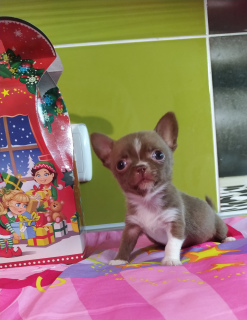 Photo №2 to announcement № 4825 for the sale of chihuahua - buy in Ukraine from nursery, breeder