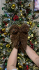 Photo №2 to announcement № 32255 for the sale of poodle (toy) - buy in Turkey private announcement