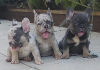 Photo №3. French bulldogs in exotic. Serbia