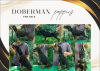 Photo №2 to announcement № 112496 for the sale of dobermann - buy in Serbia breeder