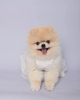 Photo №3. Pomeranian puppies poodles for Christmas. United States