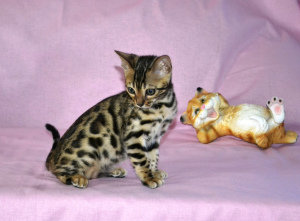 Photo №4. I will sell bengal cat in the city of Ryazan. from nursery - price - 549$