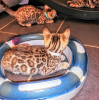 Photo №1. bengal cat - for sale in the city of Berlin | 423$ | Announcement № 97919