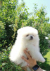 Photo №1. pomeranian - for sale in the city of Minsk | 189$ | Announcement № 50811