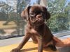 Photo №2 to announcement № 11657 for the sale of petit brabançon - buy in Russian Federation breeder