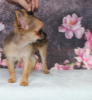 Photo №2 to announcement № 11262 for the sale of chihuahua - buy in Russian Federation from nursery, breeder