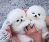 Photo №1. pomeranian - for sale in the city of Гархинг | 312$ | Announcement № 30010