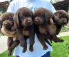 Additional photos: Labrador retriever puppies