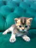 Photo №4. I will sell scottish fold in the city of Rüdersdorf. private announcement, from nursery - price - 407$