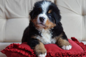 Photo №1. bernese mountain dog - for sale in the city of Karakol | 500$ | Announcement № 595