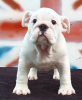 Photo №2 to announcement № 52195 for the sale of english bulldog - buy in Ukraine from nursery