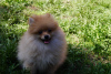 Additional photos: Pomeranian girl