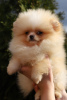 Photo №4. I will sell pomeranian in the city of Амстердам. from nursery - price - 1821$