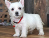 Photo №1. west highland white terrier - for sale in the city of Helsinki | negotiated | Announcement № 88143