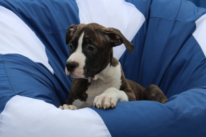 Additional photos: Puppies of the American Staffordshire Terrier