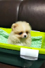 Photo №1. pomeranian - for sale in the city of Москва | 192$ | Announcement № 9510