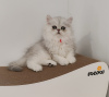 Photo №2 to announcement № 51278 for the sale of persian cat - buy in Ukraine from nursery, breeder