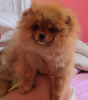 Additional photos: Pomeranian Spitz puppies