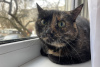 Photo №3. Tortoiseshell cat Cinnamon is looking for a home and a loving family!. Belarus