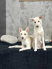 Photo №3. Puppies Yuchi and Miyuki are looking for a person!. Russian Federation