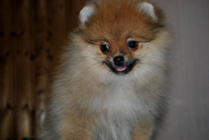 Photo №2 to announcement № 1780 for the sale of pomeranian - buy in Russian Federation from nursery