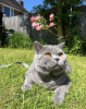 Photo №3. British shorthair cat. Germany