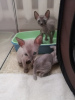 Photo №2 to announcement № 32282 for the sale of cornish rex - buy in Lithuania 