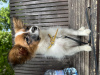 Photo №4. I will sell papillon dog in the city of Warsaw. from nursery - price - 1136$