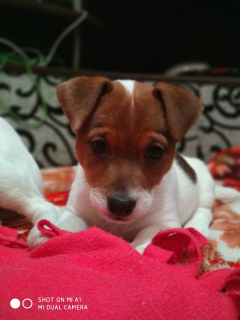 Additional photos: Kennel RKF / FCI offers charming puppies Jack Russell Terrier. Girls, Dr.