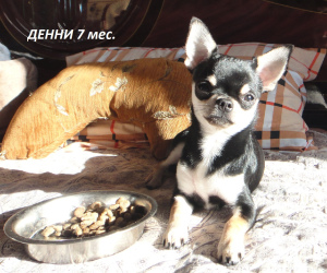 Photo №2 to announcement № 4934 for the sale of chihuahua - buy in Russian Federation from nursery